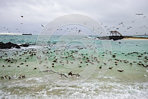 Hundreds of blue footed boobies flying and fishing, Isabela island, Ecuador