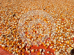 Hundreds of bright orange and yellow corn kernels are spread out on a red tarp.