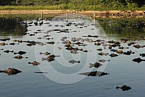 Hundreds of caimans at Pantanal