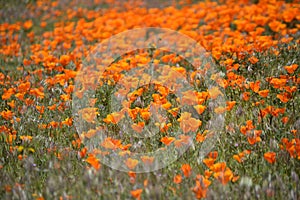 Hundreds of California Poppies