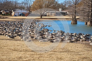 Hundreds of Candian Geese on shore of city park pond in Texas