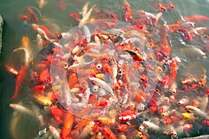 Hundreds of colorful Koi fish in Asian pond.