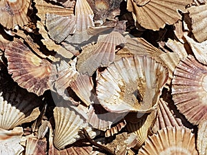 Hundreds of discarded scallop shells