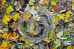 Hundreds of fallen autumn leaves on the water of a cold lake