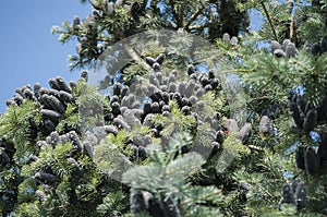 Hundreds of fir cones on branches in morning sunlight and blue sky in background