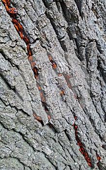 Hundreds of fire beetles run along the tree bark