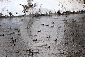 Hundreds of floating ducks in the river and great white herons standing on the shore on a cold snowy winter day.