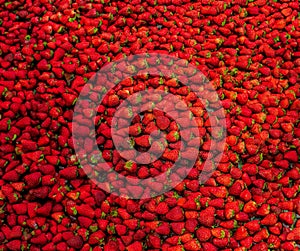 Hundreds of fresh, organic strawberries, panorama format