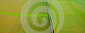 Hundreds of grape vines growing in straight lines in a sussex vineyard on the side of a rolling hill in England