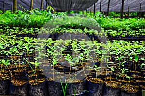 Hundreds of green saplings in a greenhouse