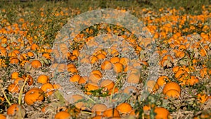 Hundreds of halloween pumpkins at an agricultural field