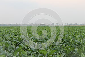 hundreds of hectares of tobacco plants are ready to be harvested in the summer