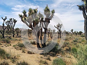 Hundreds of Joshua trees in desert landscape