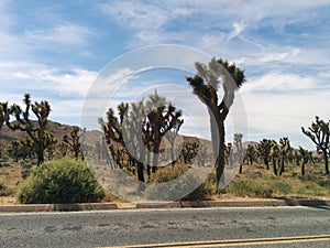 Hundreds of Joshua trees in desert landscape next to road