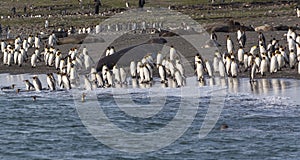 Hundreds of King penguins coming and going in the sea to fish