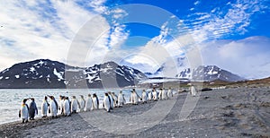 Hundreds of king penguins flee from heavy winds forming over the glacier