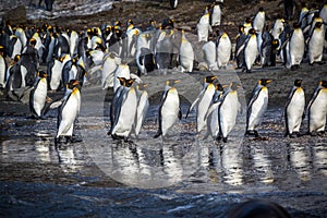 Hundreds of king penguins fleeing the beach and katabatic winds