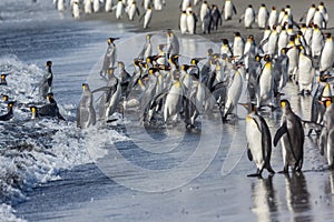 Hundreds of king penguins land on shore after hunting