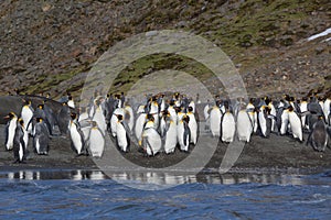 Hundreds of king penguins surrounded by elephant seals