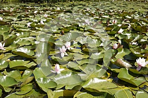 Hundreds of lily pads and flowers