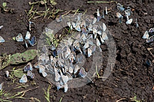 Hundreds of little butterflies are sitting on the ground