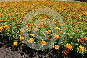 Hundreds of orange flowers of Tagetes patula