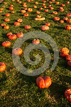 Hundreds of orange pumpkins with one butternut squash during harvesting.