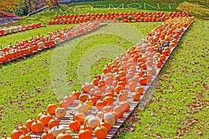 hundreds of orange and white pumpkins on pallets on sunny Fall day in Vermont