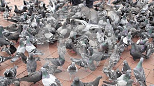 Hundreds of pigeons on the beach front - Durban South Africa