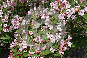 Hundreds of pink flowers of Weigela florida in May