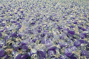 Hundreds of purple mint candies