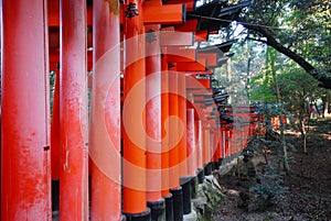 Hundreds of red Torii, Kyoto, Japan