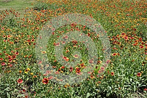 Hundreds of red and yellow flowers of Gaillardia aristata in June