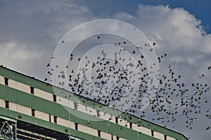 Hundreds of rock doves flying in blue sky.  Vancouver BC