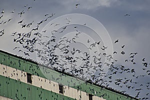 Hundreds of rock doves flying in blue sky.  Vancouver BC