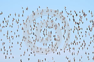 Hundreds of sea birds photo