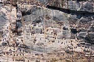 Hundreds of sea birds on the rocky cliffs of South Stack Cliffs Nature Reserve - North Wales