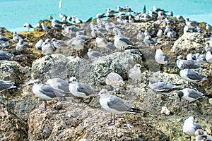 Hundreds of Seagulls on the beach rocks