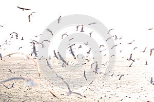 Hundreds of seagulls flying in the sky at sunset