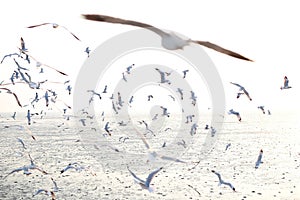 Hundreds of seagulls flying in the sky at sunset