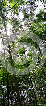 Hundreds of sengon trees are around 2 years old