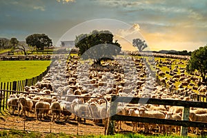 Hundreds of sheep herded into the stock yard