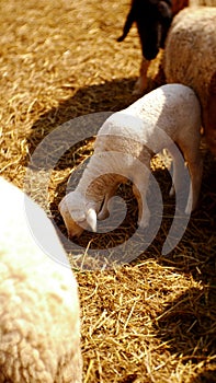 Hundreds of sheep hurtling by at a farm. photo