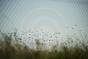 A Flock of Birds Flying in the Berlin Sky