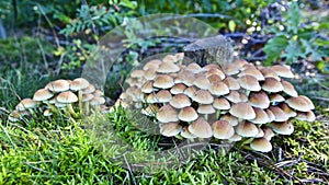 Hundreds of small mushrooms on a tree stump