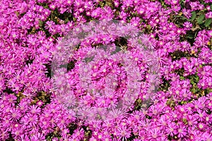 Hundreds of small pink daisies