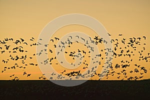 Hundreds of snow geese fly over the Bosque del Apache National Wildlife Refuge at sunrise, near San Antonio and Socorro, New