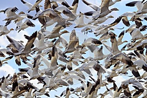 Hundreds Snow Geese Taking Off Flying Washington