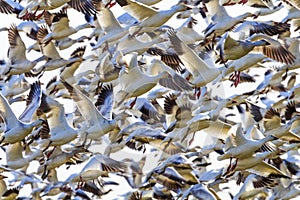 Hundreds Snow Geese Taking Off Flying Washington