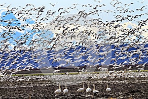 Hundreds Snow Geese Taking Off Flying Washington